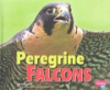 Peregrine_falcons
